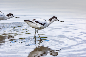 Avocet.jpg